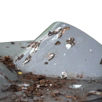 smaltimento guano piccioni